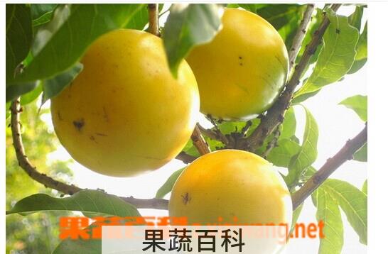 果蔬百科黄晶果