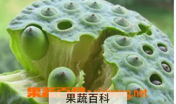 果蔬百科石莲子