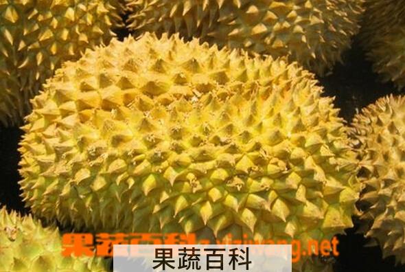 果蔬百科榴莲