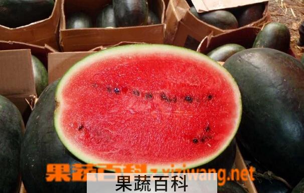 果蔬百科黑美人西瓜