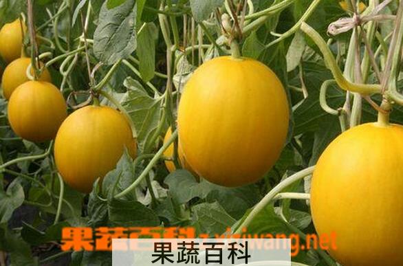 果蔬百科香瓜