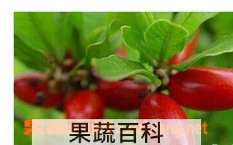 神秘果营养价值和功效作用及禁忌 神秘果营养价值和功效作用是什么