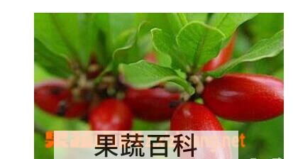 果蔬百科神秘果