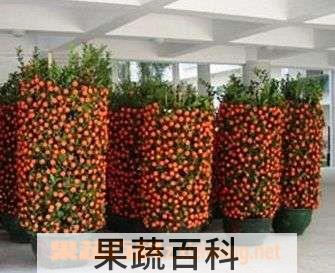 果蔬百科朱砂桔