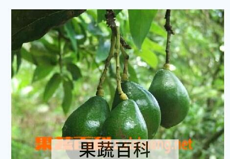 果蔬百科牛油果