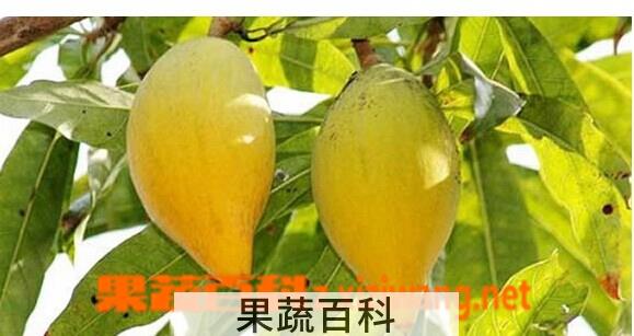 果蔬百科蛋黄果
