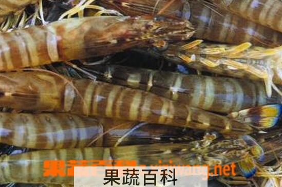 果蔬百科基围虾的功效与作用