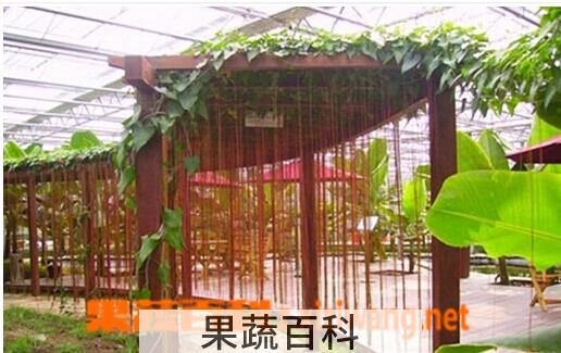 果蔬百科鸡蛋果