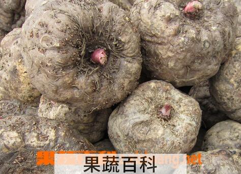 果蔬百科吃魔芋的好处与坏处