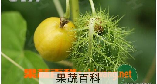 果蔬百科龙珠果