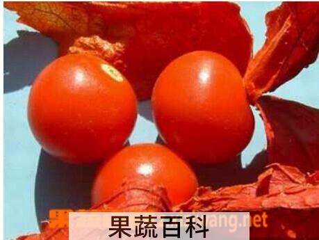 果蔬百科姑娘果