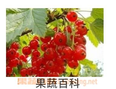 果蔬百科醋栗