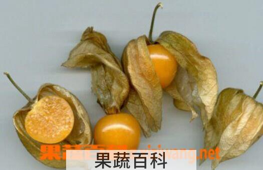 果蔬百科含羞果