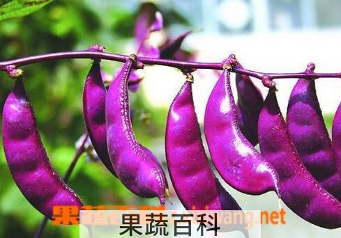 果蔬百科吃红扁豆的好处与坏处