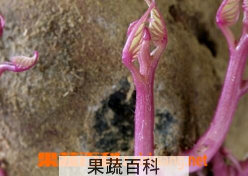 果蔬百科发芽的红薯能吃吗 
