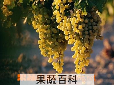 果蔬百科葡萄