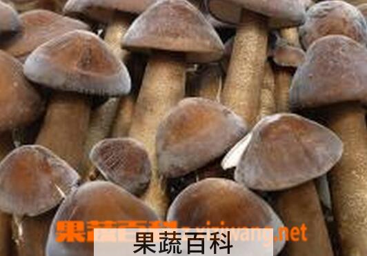 果蔬百科吃长根菇的好处