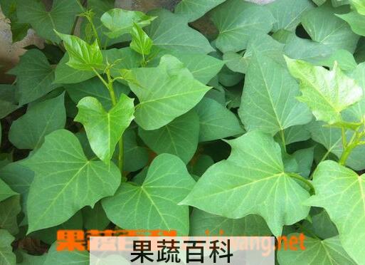 果蔬百科吃红薯苗的好处有哪些