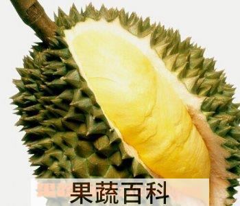 果蔬百科榴莲