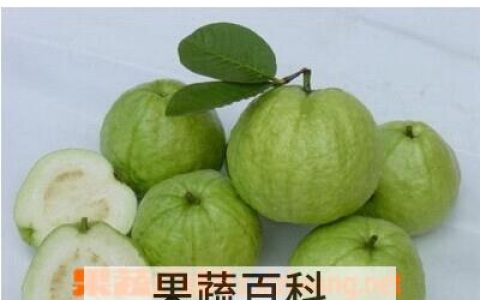 吃番石榴的好处与禁忌 吃番石榴有什么功效和作用