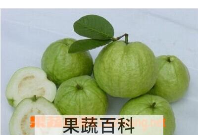 果蔬百科番石榴