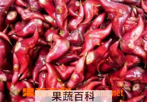 果蔬百科菱角的功效与作用