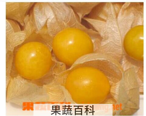 果蔬百科灯笼果