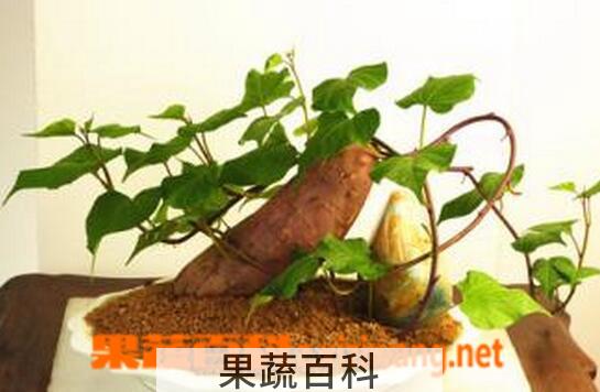 果蔬百科怎样制作红薯盆栽
