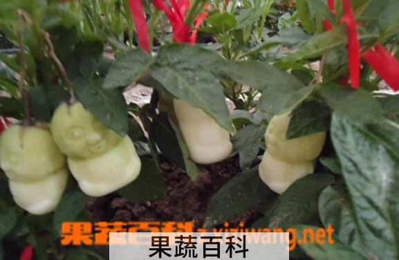 果蔬百科中药人参果