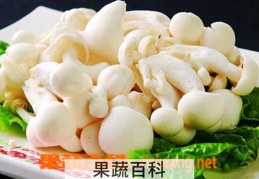 果蔬百科白玉菇的营养价值