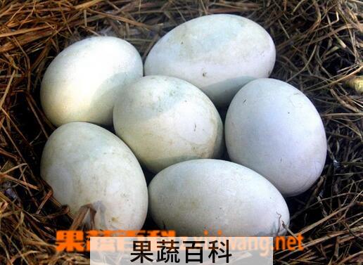 果蔬百科吃鹅蛋的好处