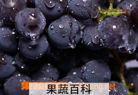 果蔬百科葡萄