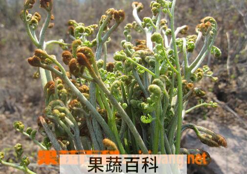 果蔬百科吃蕨菜的好处与坏处