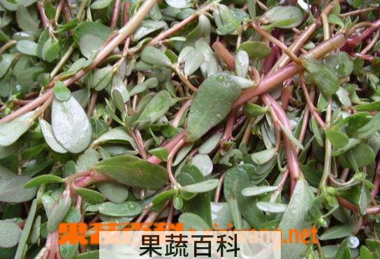 果蔬百科哪些蔬菜不能生吃