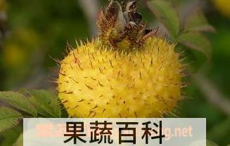 果蔬百科刺梨图片 刺梨的功效与作用