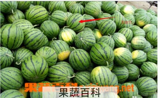 果蔬百科 如何挑选沙瓤西瓜