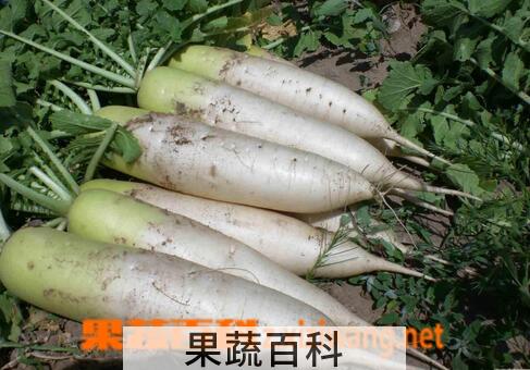 果蔬百科冬天吃白萝卜的好处有哪些