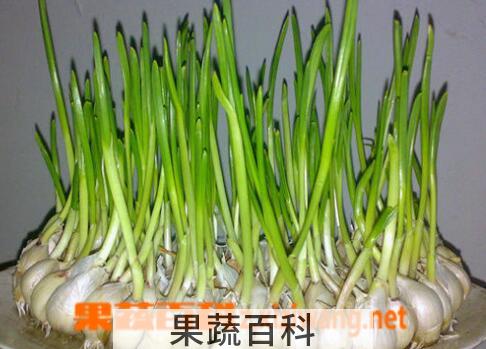果蔬百科大蒜发芽能吃吗
