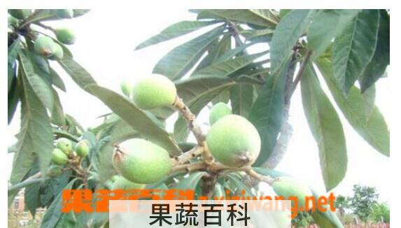 果蔬百科枇杷叶