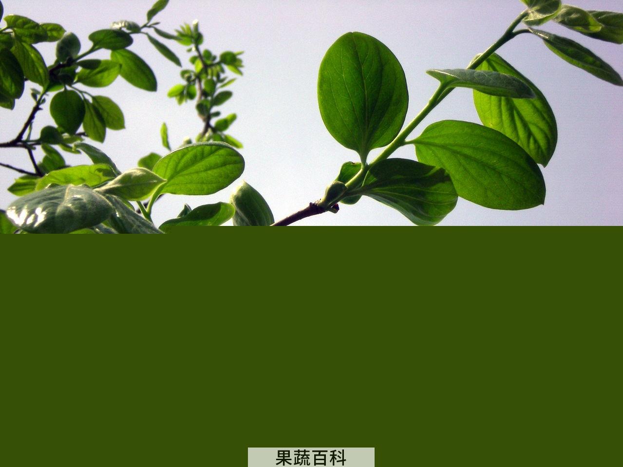 果蔬百科柿子叶的功效与作用