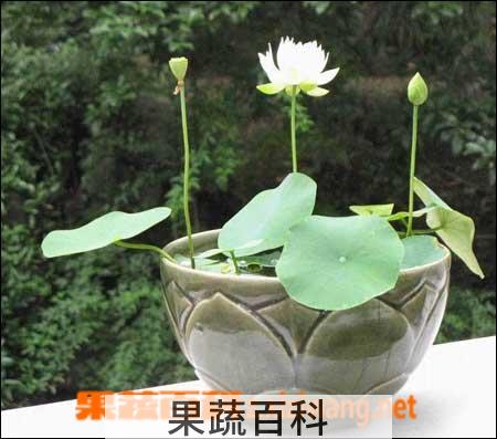 果蔬百科碗莲种植方法图解