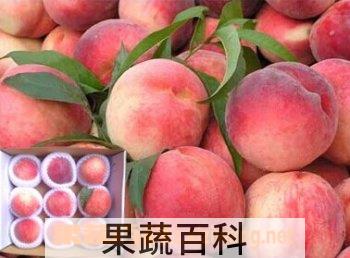 果蔬百科光核桃