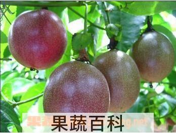 果蔬百科百香果