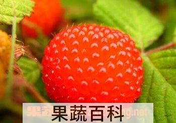 果蔬百科树莓