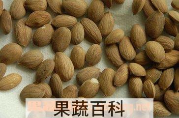 果蔬百科山桃仁的功效与作用