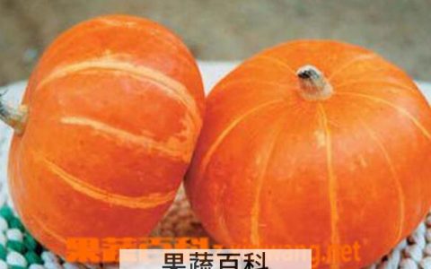 吃南瓜的好处有哪些 南瓜的食疗功效和作用 吃南瓜的好处有哪些 南瓜的食疗功效与作用