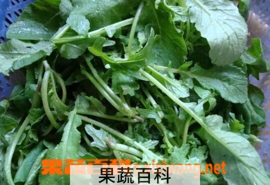 果蔬百科萝卜叶能吃吗