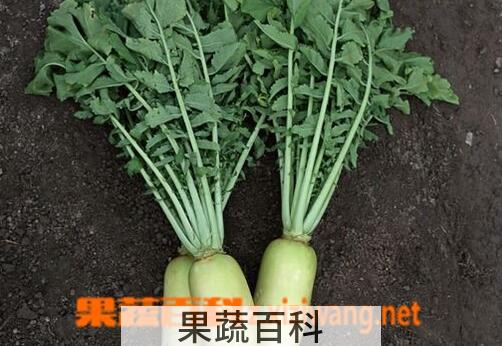 果蔬百科吃萝卜叶的注意事项