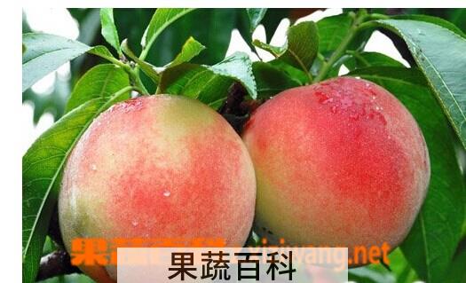 果蔬百科水蜜桃