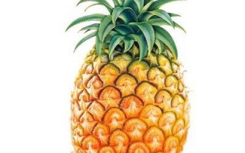 一天吃一个菠萝对身体有害吗 女生吃菠萝的好处和坏处
